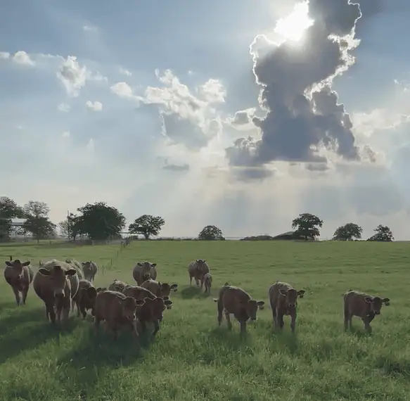 Cullen Akaushi Cattle herd under dramatic clouds and sunlight