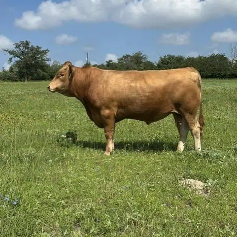 Herd bull